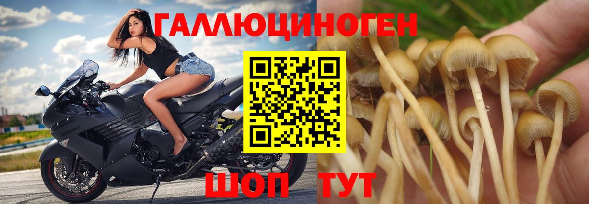 Псилоцибиновые грибы Cubensis Кемерово